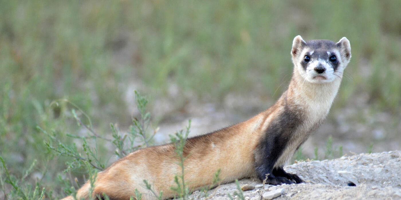 Black-footed ferret standing in prairie habitat